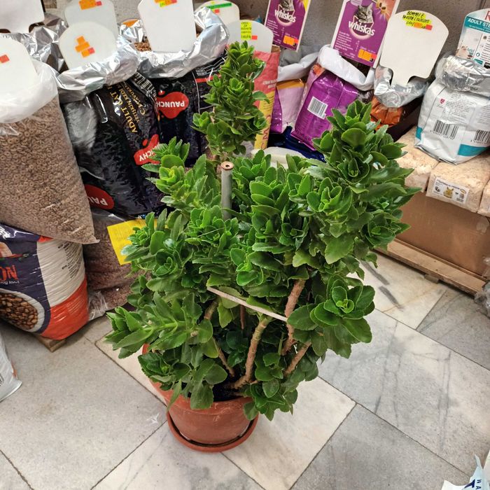 Каланхое 45лв.-80см.