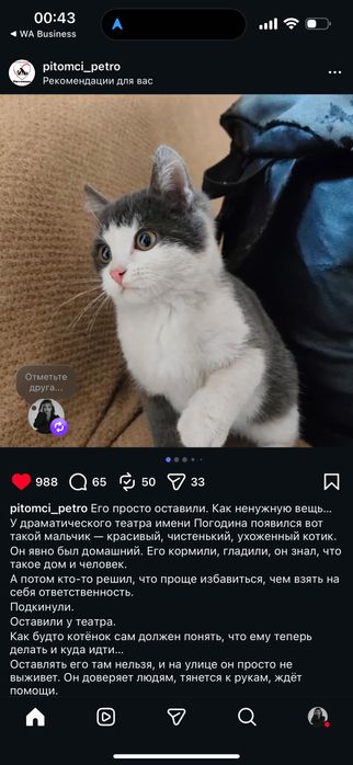 Котята бесплатно