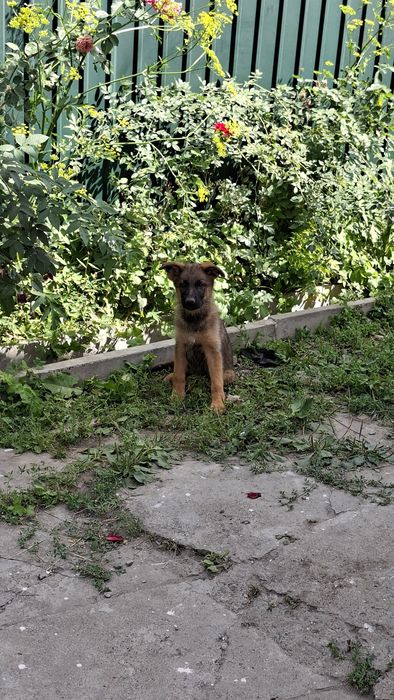 Щенок Чистокровная Немецкий Овчарка девочка
