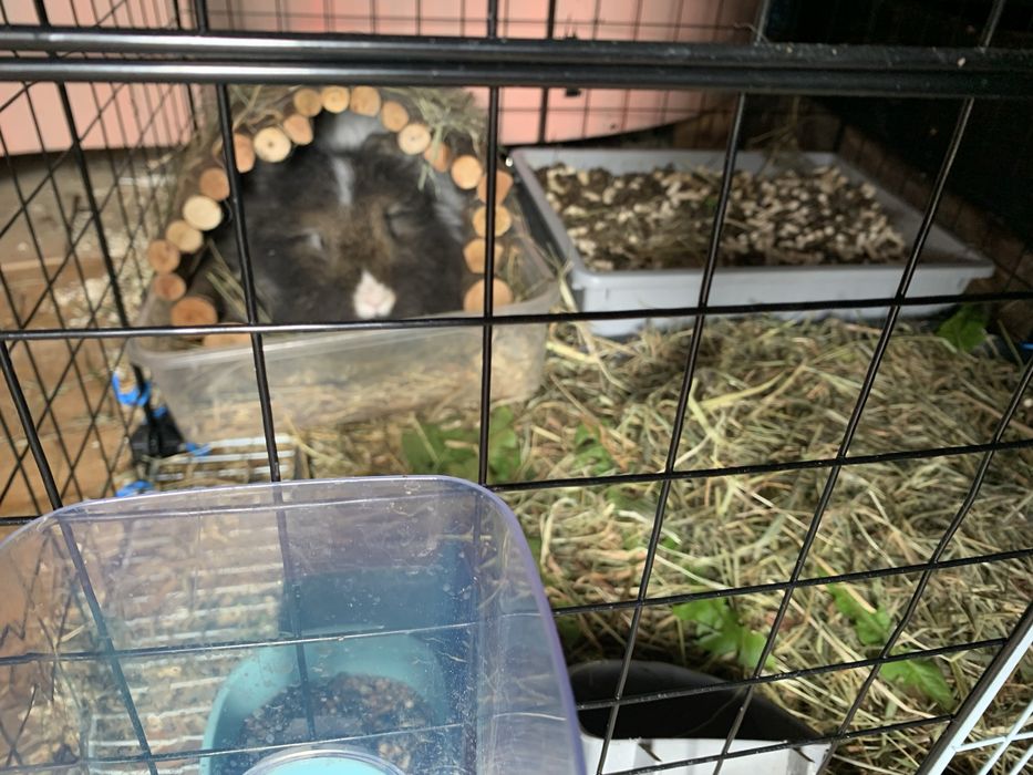 Vand iepure coama leu