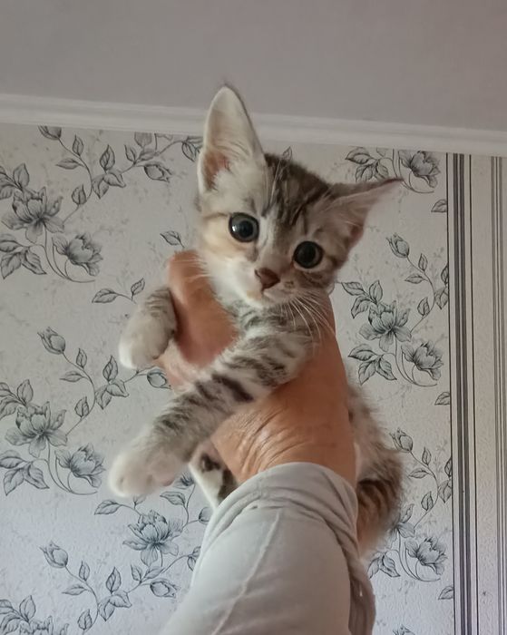 Ищем добрые руки котятам