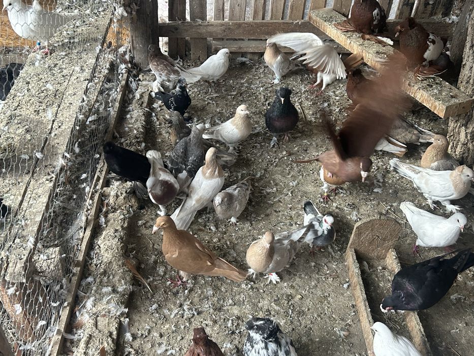 Vind porumbei, takla , jucatori de botosani, tobosari germani , tobosa