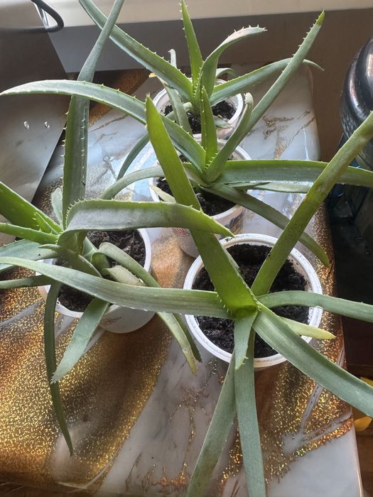 Алоэ вера(4 месяца)