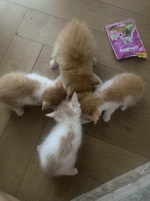 Отдаем котят в добрые, ответсвенные руки!!