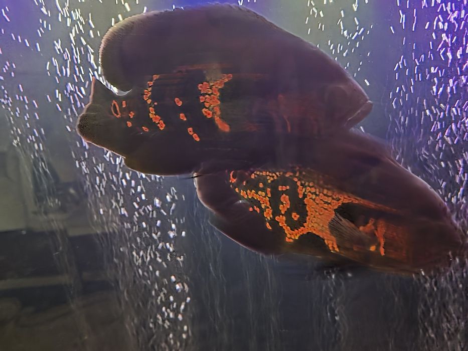 Akvarium baliqlari sotiladi.