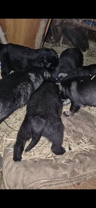 Отдам замечательных щенков