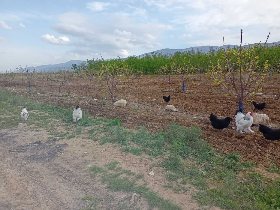 Домашни яйца от свободни  кокошки за консумация и оплодени.