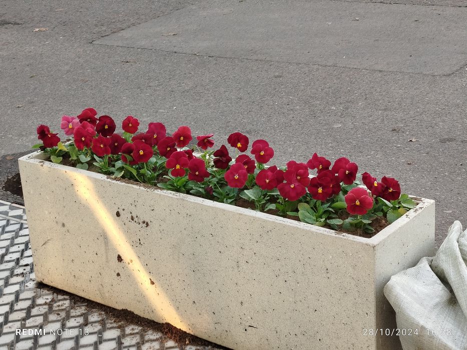 Mavsumiy gullar viola