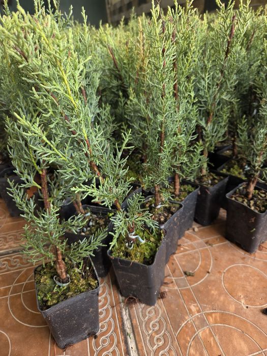 Kiparis arizonskiy koʻchatlari 25-30 sm