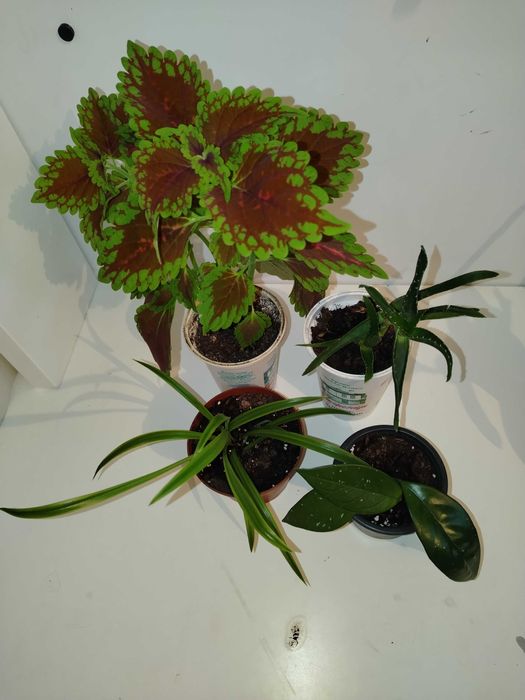 Стайни цветя различни видове