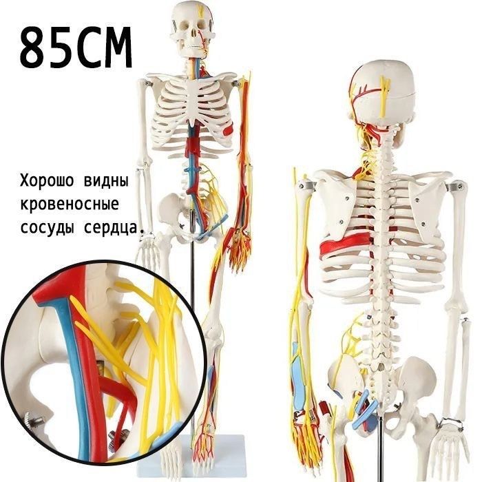 Скелет анатомический муляж модель скелет 85см Доставка есть BTS почта