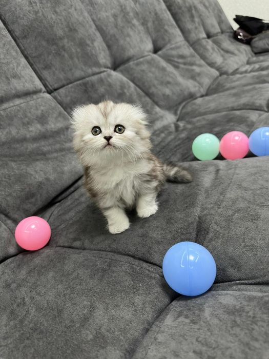 Продаю шикарных котят.