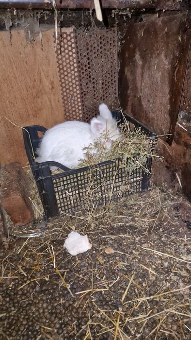 Iepuri femele /masculi mini-ferma