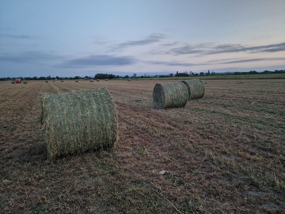Baloti de lucerna pentru cai