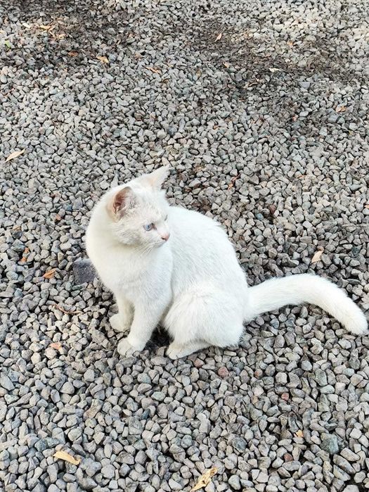 Белая кошка с голубыми глазами