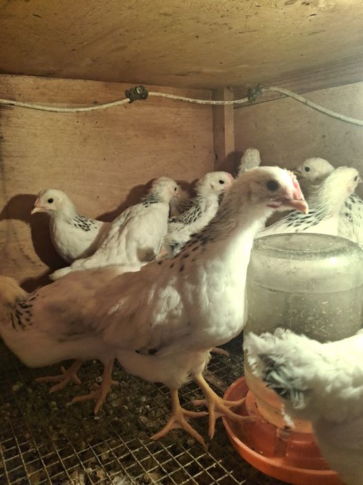 Адлерский балапан сатылады.