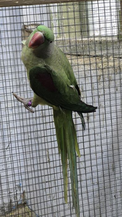 Vand Femela Marele alexander