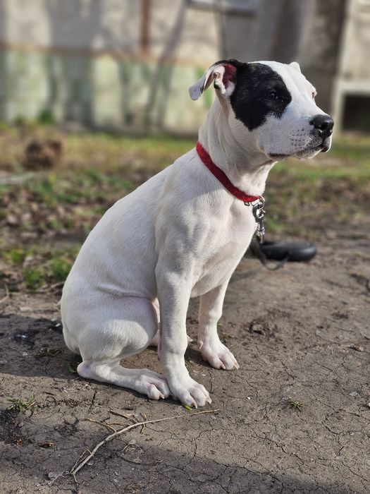 Стафорд / стафордширский терьер