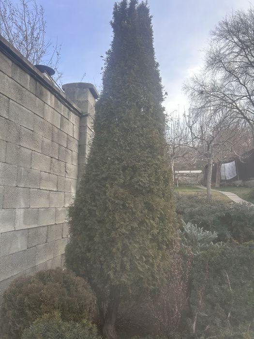 Хвойные и кустарники из грунта