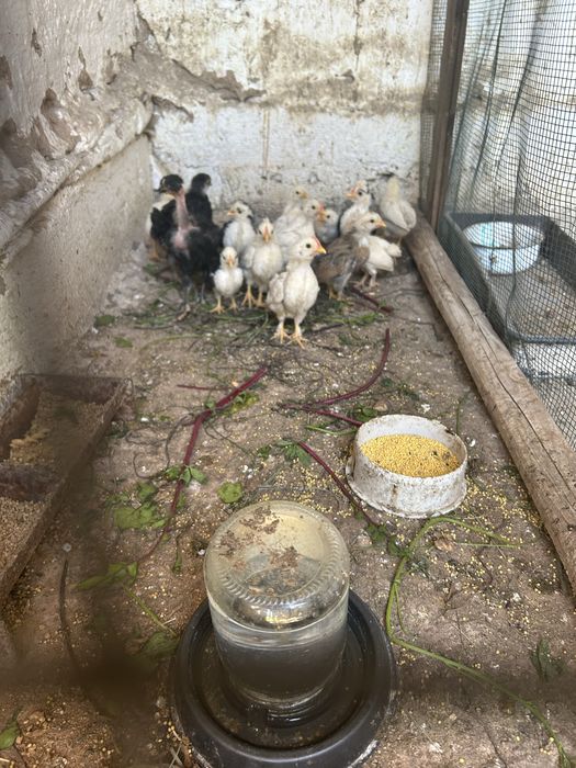 Продам карликовых кур