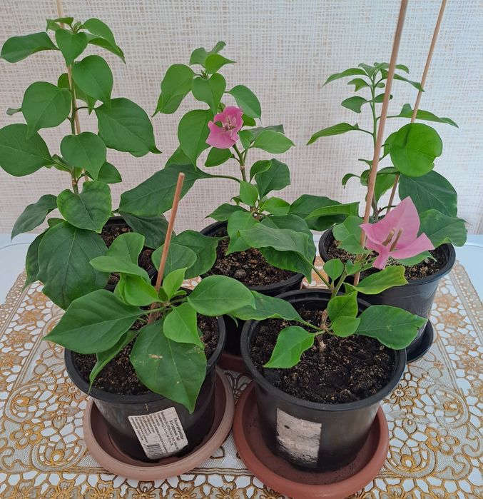 Продам комнатные цветы