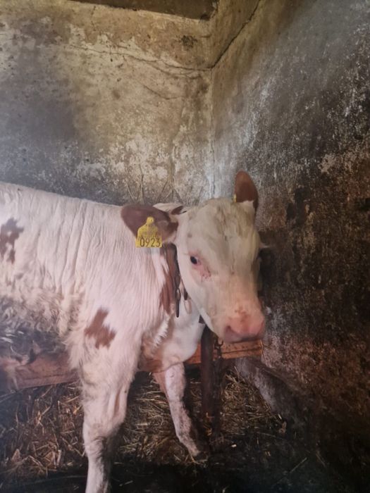 Vitel (bălțată) o luna