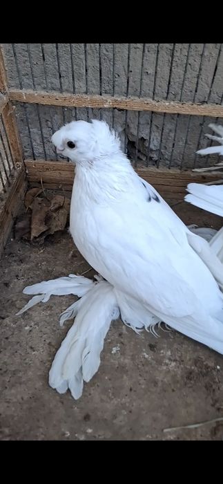 Голобиии духчубии