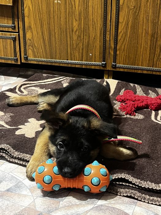 Продам щенка немецкой овчарки чистокровная девочка, 2 месяца.