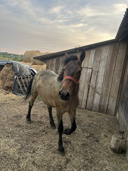Vand mânz  de 2 ani si 4 luni