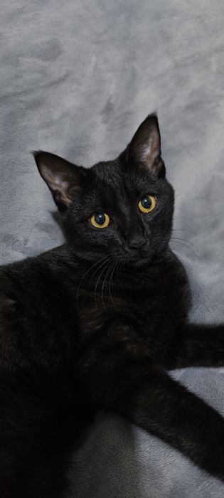 Кот в добрые руки