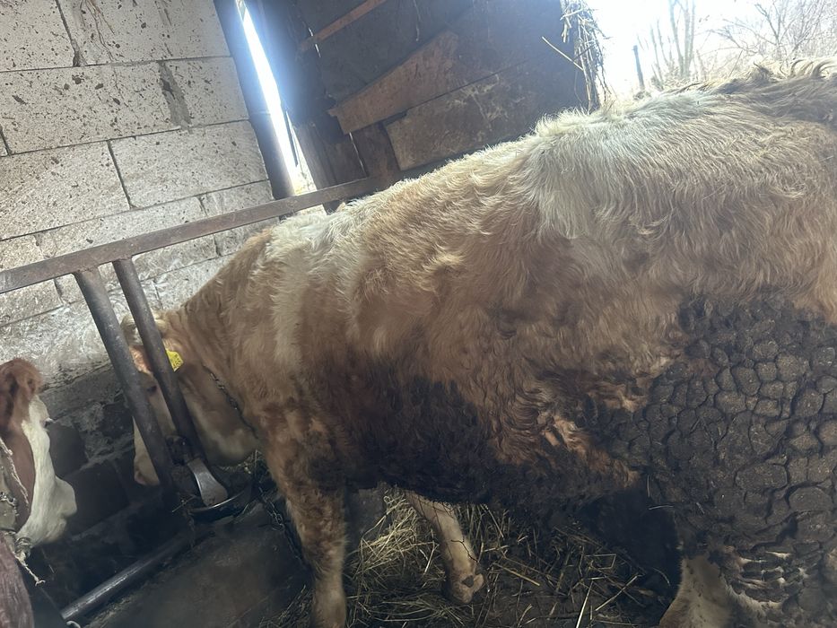 Taur……………………………..