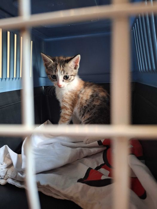 Котета на около 1-2 месеца в гр.София, Лозенец.  Бяло с оранжеви петънца също.
