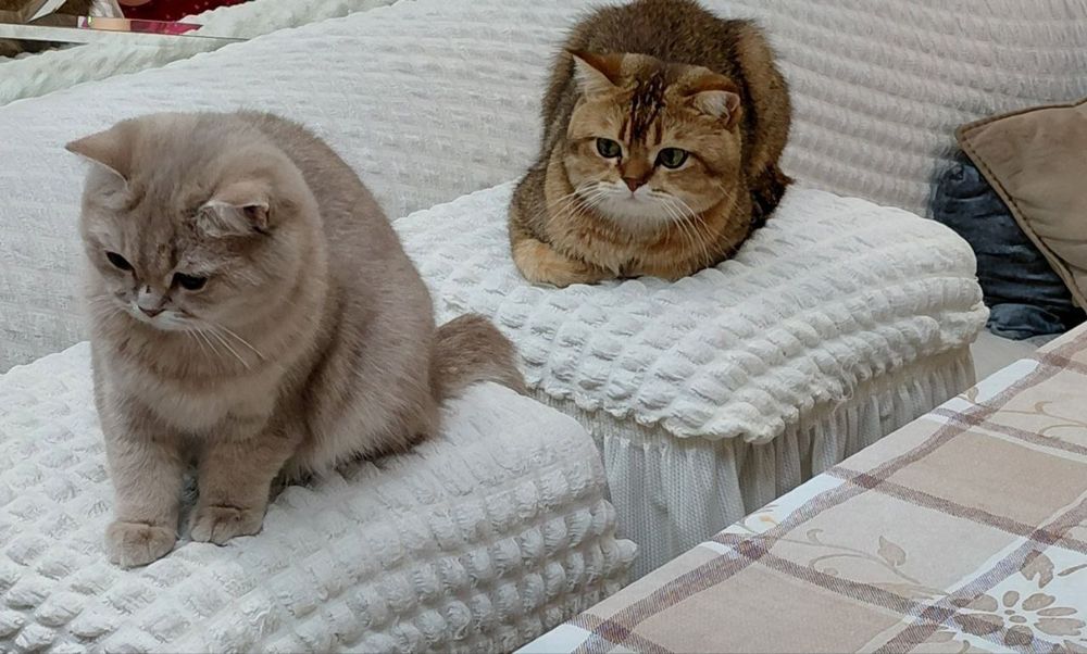 Кошка для вязки золотая шиншила