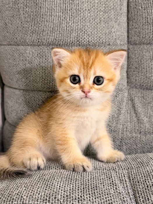Котята британские золотые шиншиллы, родители родословные