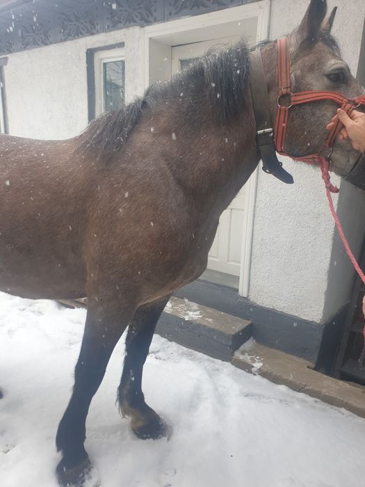 Mânza de 3,5 ani blândă