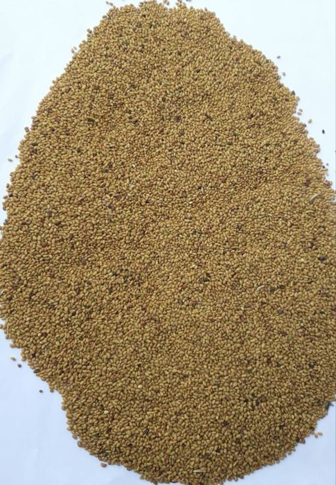 Vand seminte de lucerna trifoi