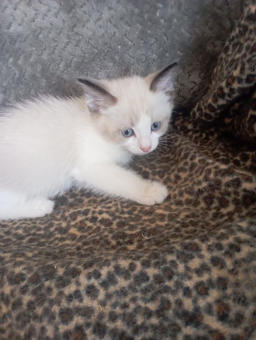 Котенок сиамский котик