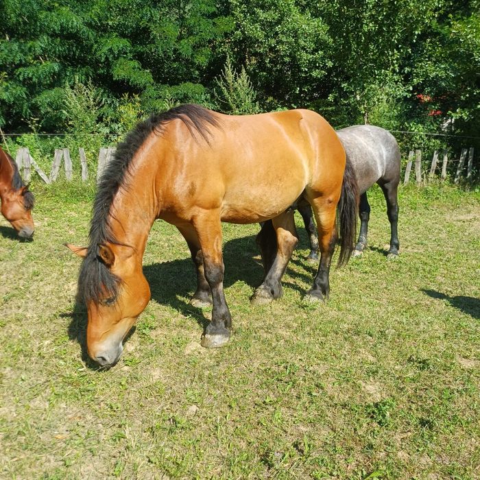 Vând o mânză de 3 ani si 2 mânzi de 1 an si de 2 ani