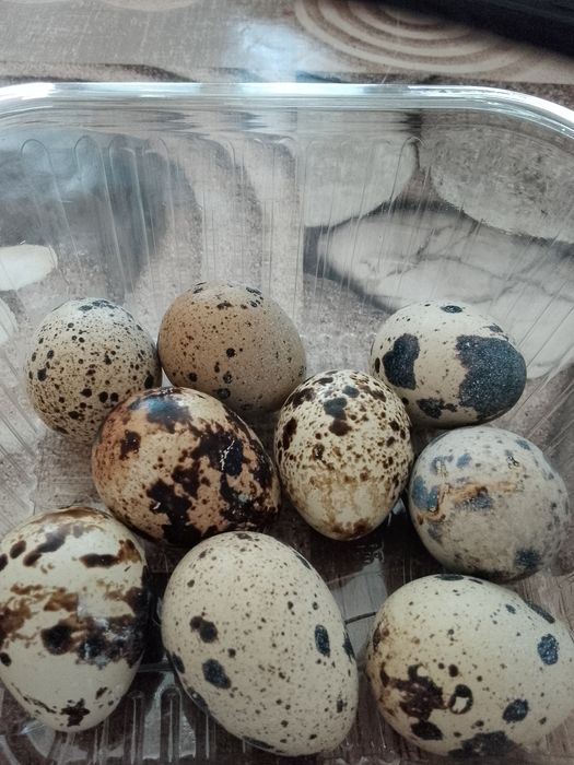 Яйца пъдпъдъци манджурски