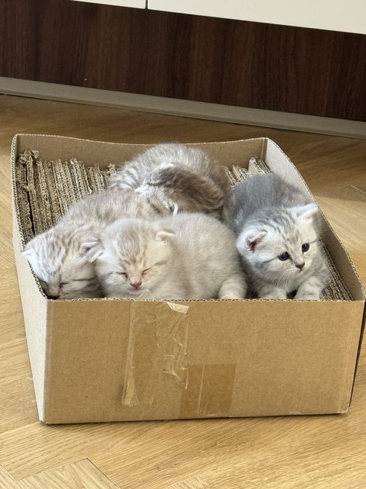 Котята скоттиш фолд вислоухий