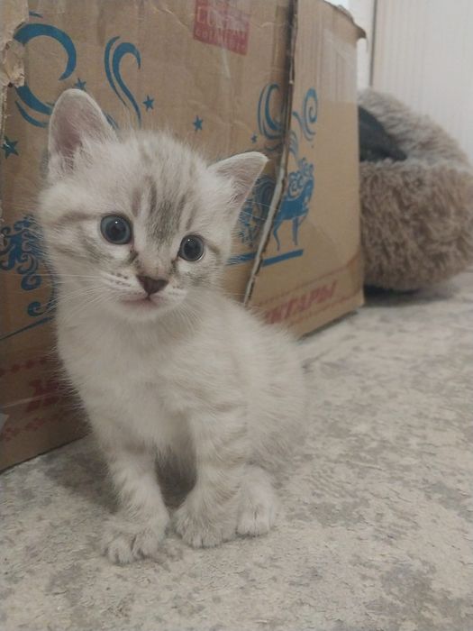 Отдам котят в хорошие руки
