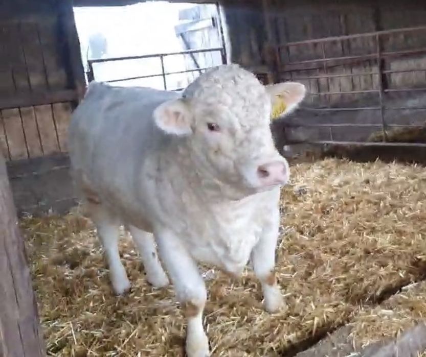 Tauri Monta Autorizat Charolais Homozigot fara Coarne