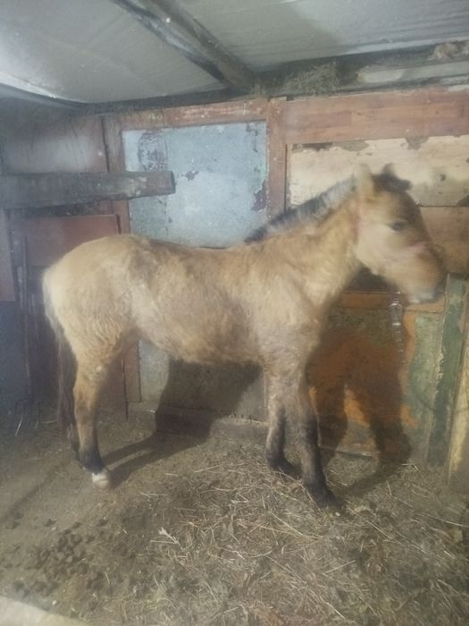 Продам кобылку молодую.