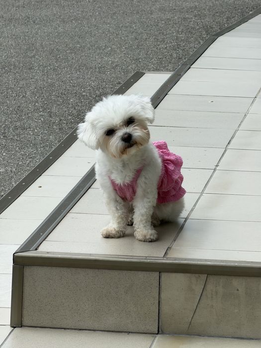 Bichon  maltez.