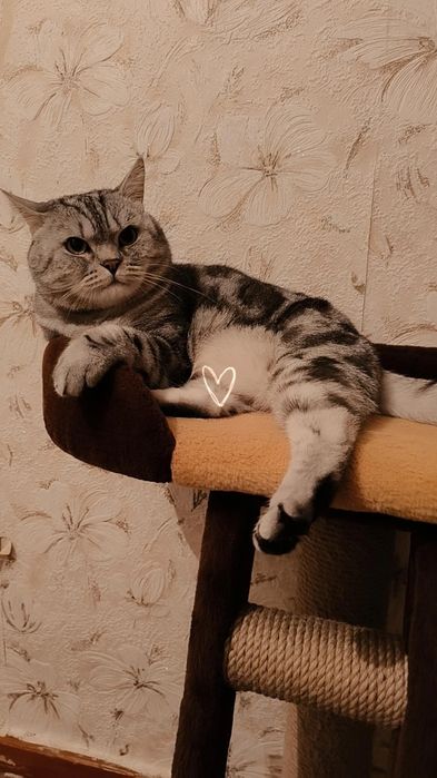 Кот, шотландский прямоухий