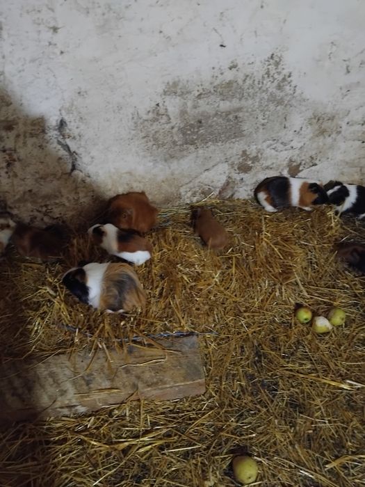 Vind porcusori de guinea