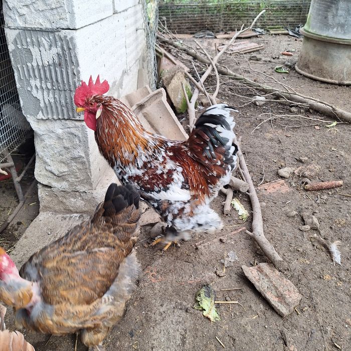 Vând cocos are 8 lluni