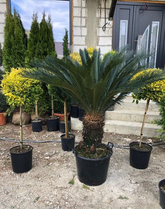 Brazi argintii verzi / Spirala, pin mugo salci/ pon pom