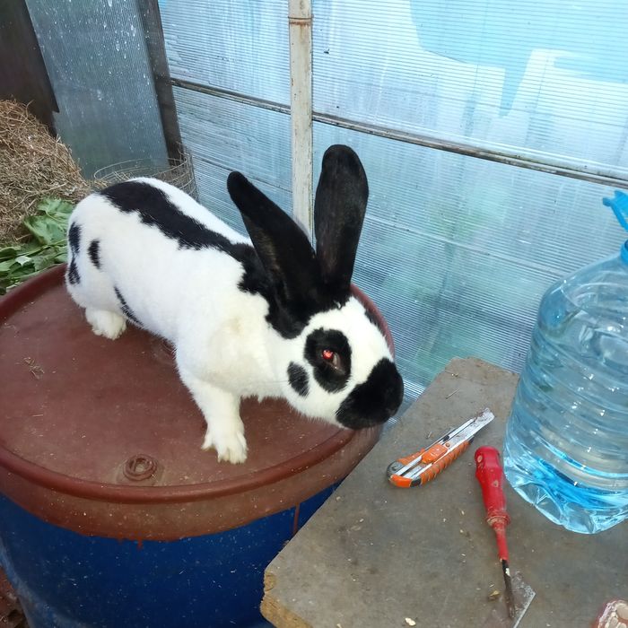 Vând iepurași fluture german diferite vârste