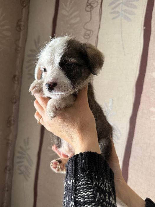 Дарю щенка!         .